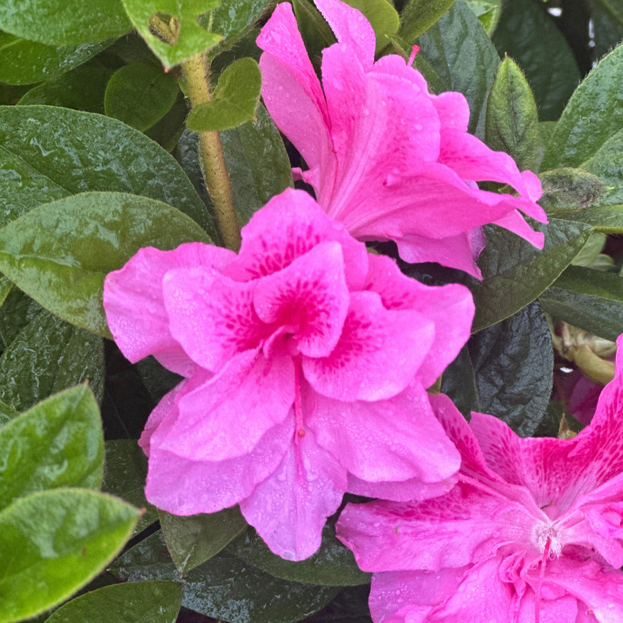 Autumn Carnation® Reblooming Azalea