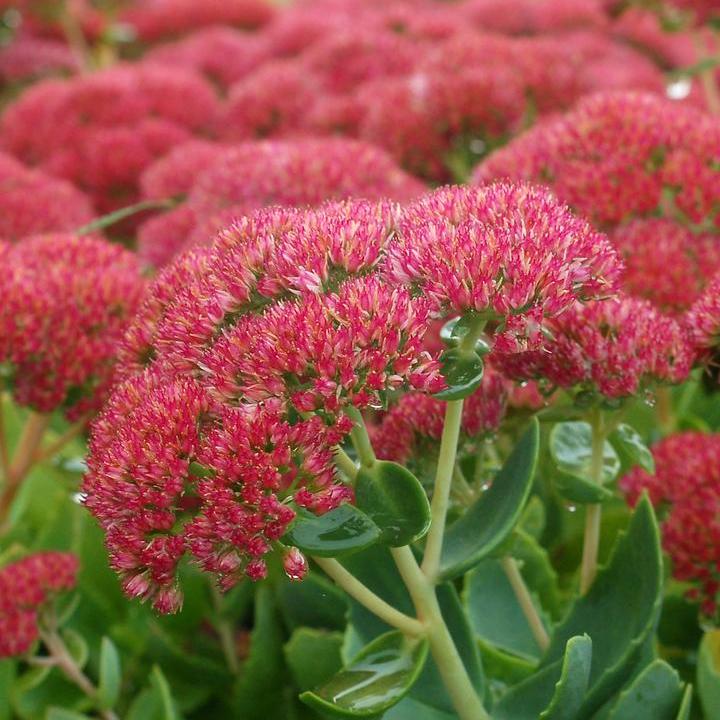 Autumn Joy Stonecrop
