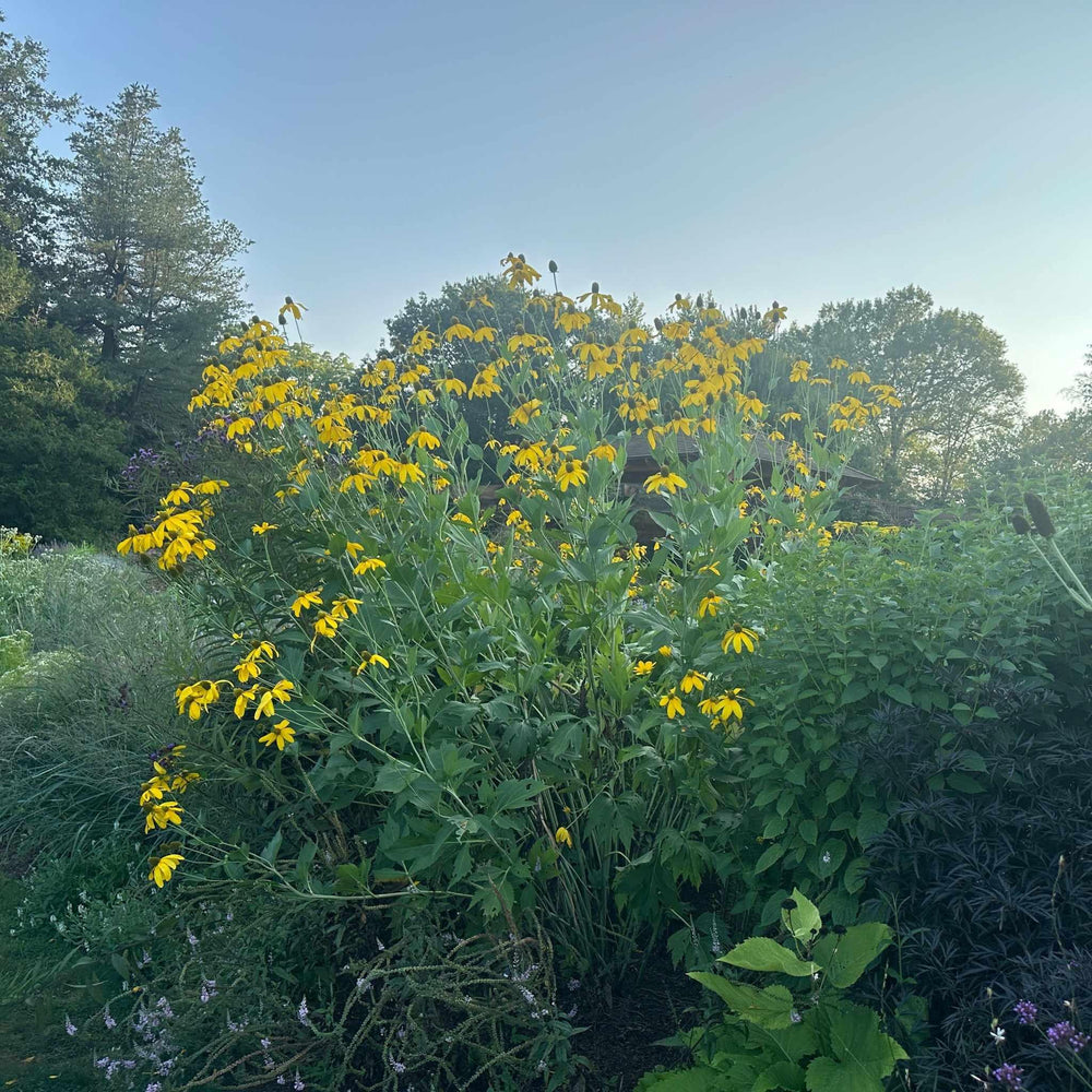 Autumn Sun Cutleaf Coneflower