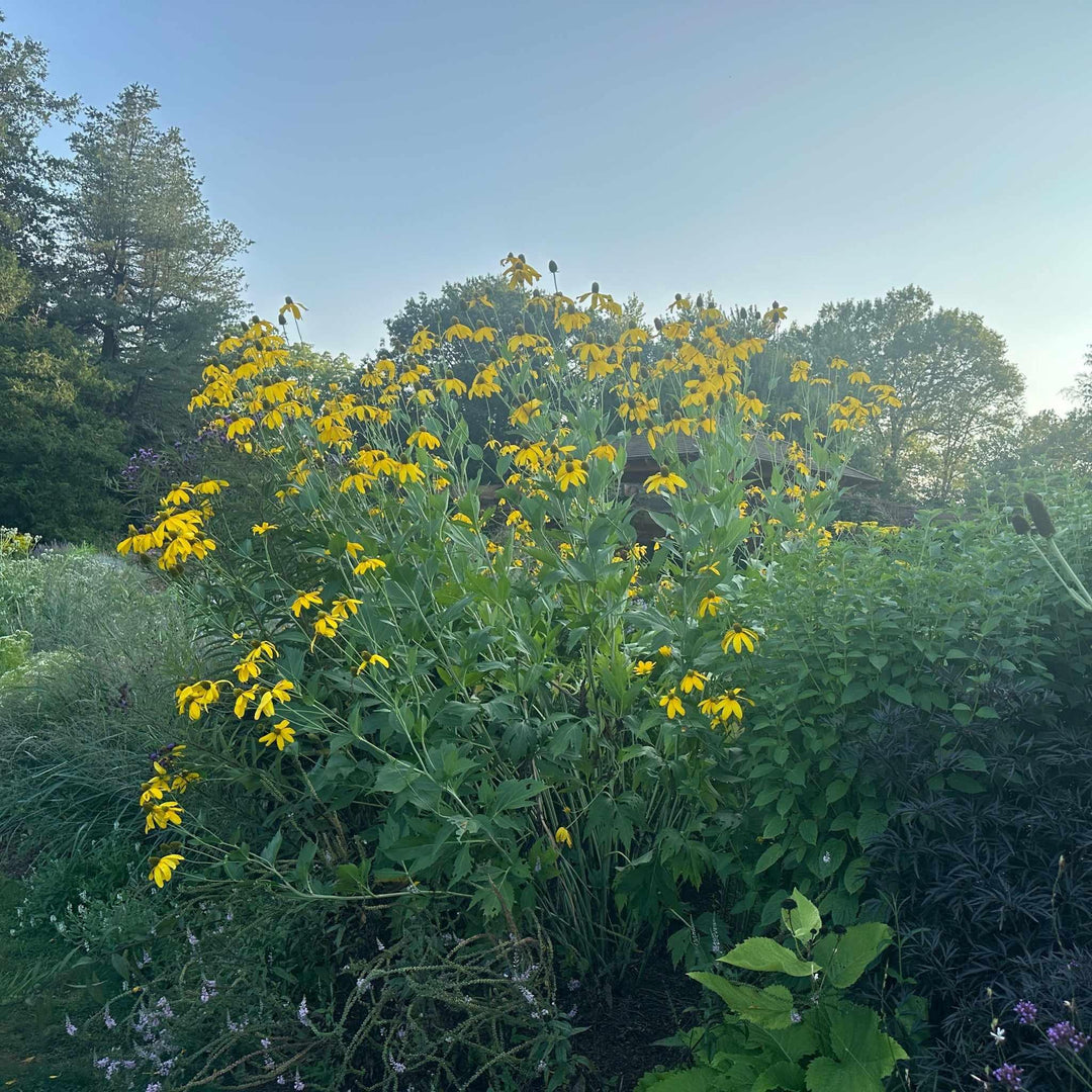 Autumn Sun Cutleaf Coneflower