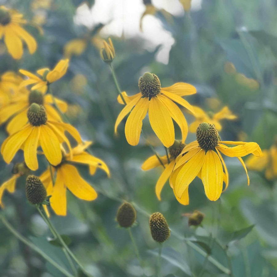 Autumn Sun Cutleaf Coneflower