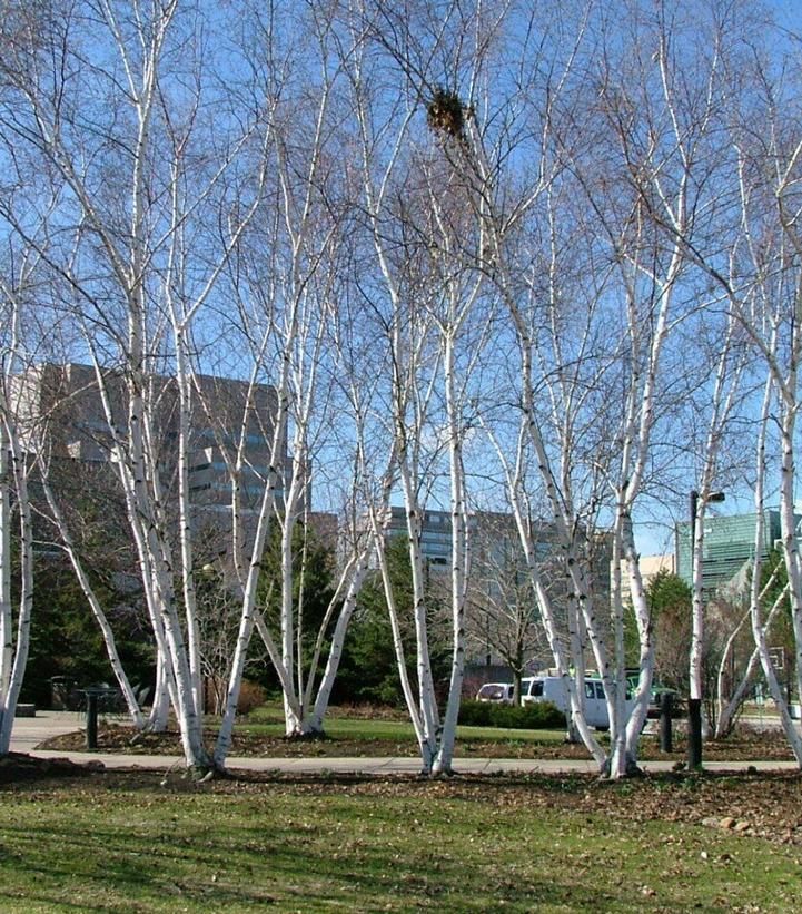 Trees