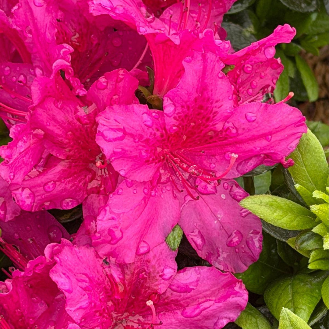Azalea Girard's Fuchsia |Spotswood Greenery