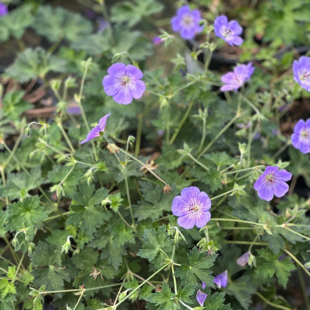 Azure Rush® Cranesbill