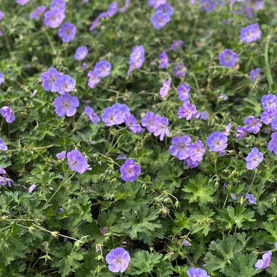 Azure Rush® Cranesbill