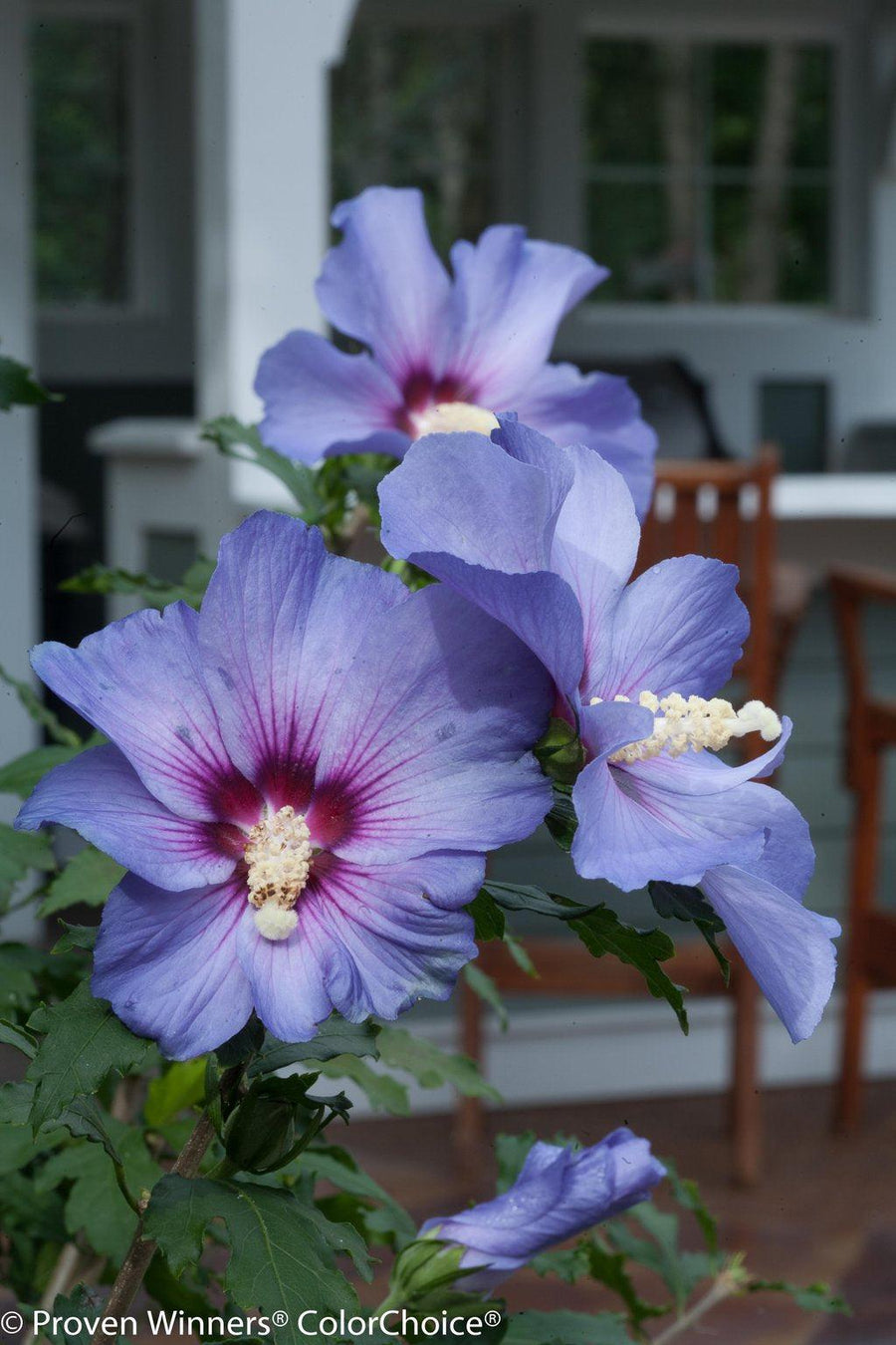 Azurri Blue Satin® Rose of Sharon