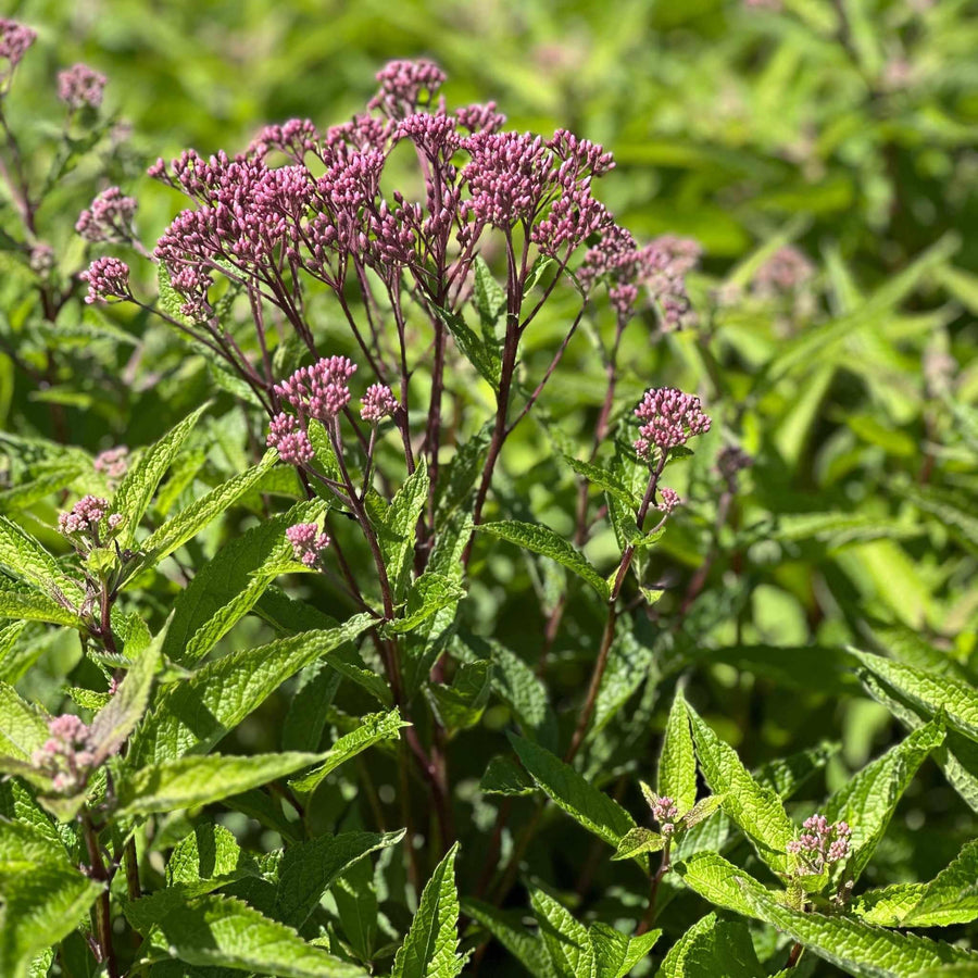 Baby Joe Pye Weed