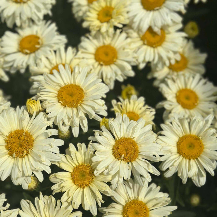 Banana Cream II Shasta Daisy