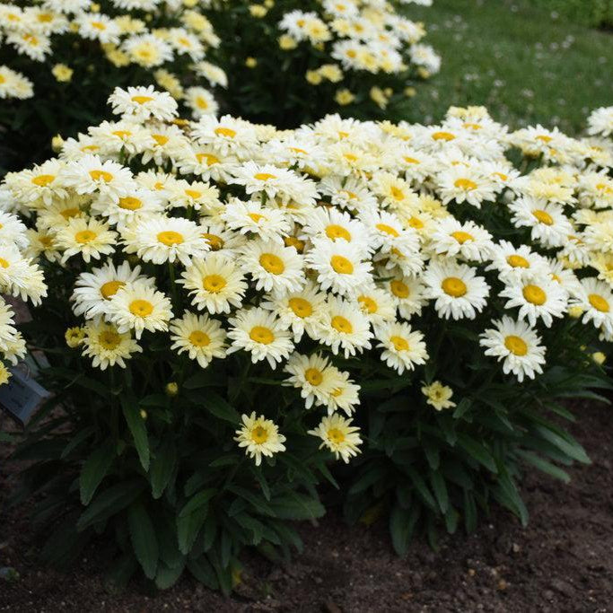 Banana Cream II Shasta Daisy