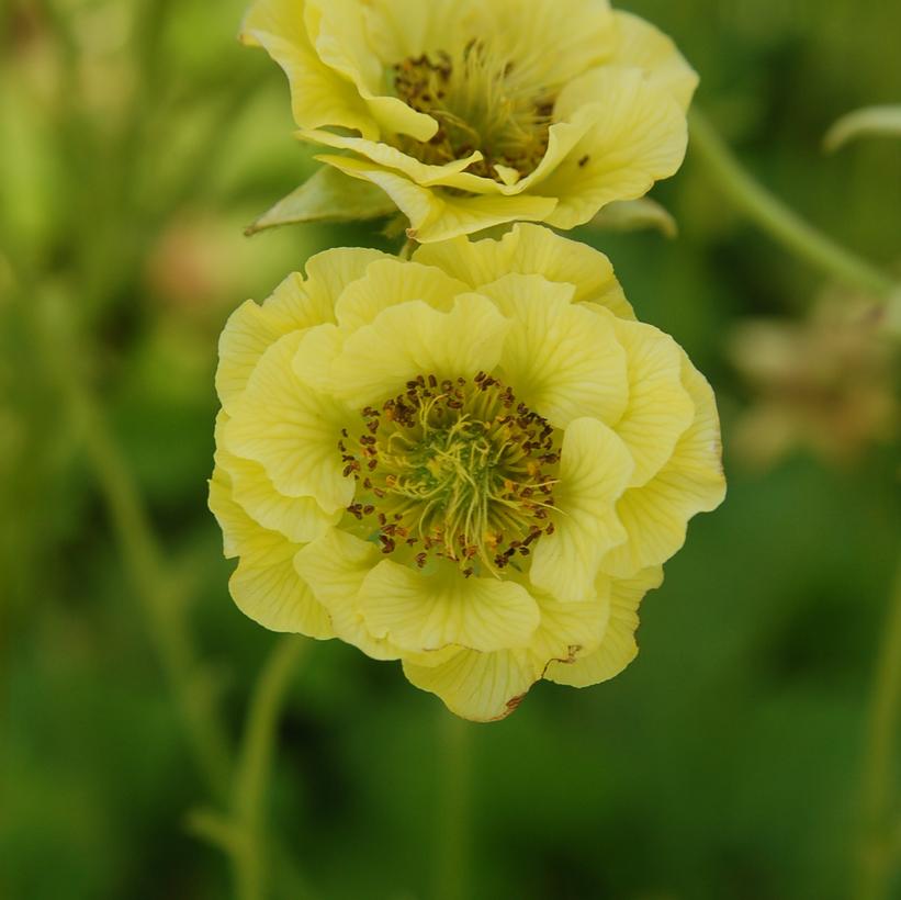 Banana Daiquiri Avens