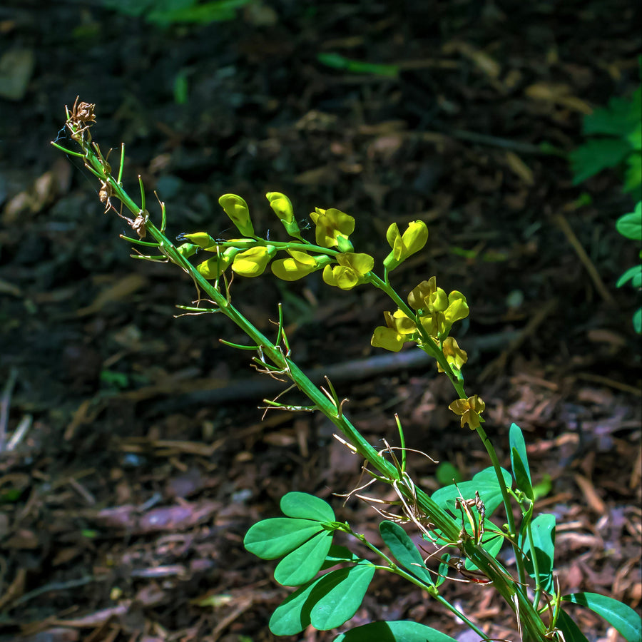 yellow wild indigo in bloom |SERHII HORDIIENKO