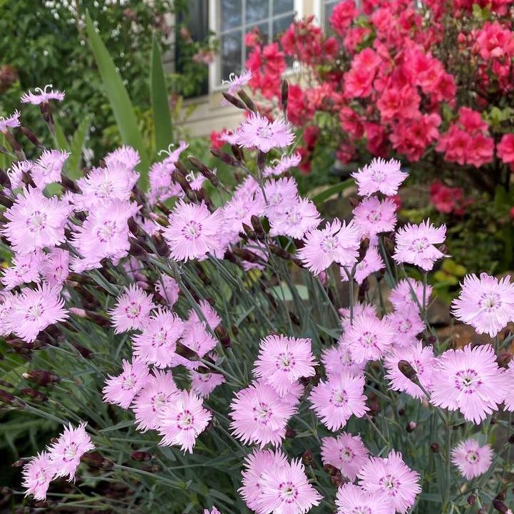 Perennials