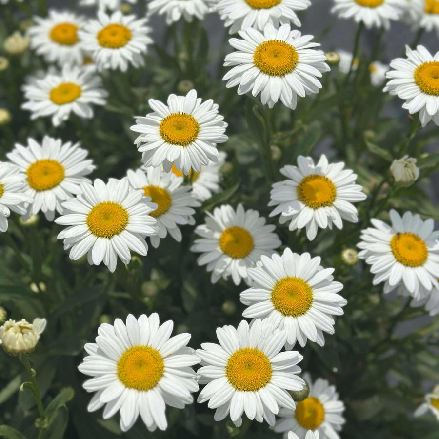 Becky Shasta Daisy