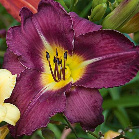 Bela Lugosi Daylily