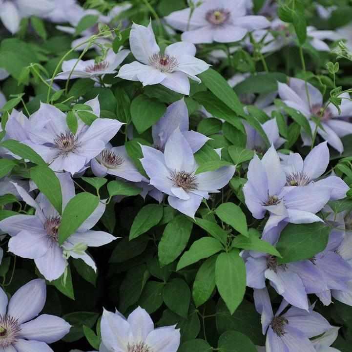Bernadine® Clematis