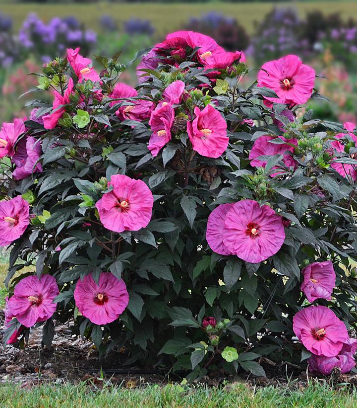 Berry Awesome Rose Mallow