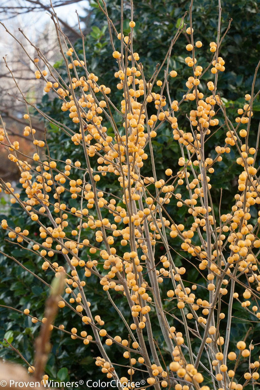 Berry Heavy® Gold Winterberry