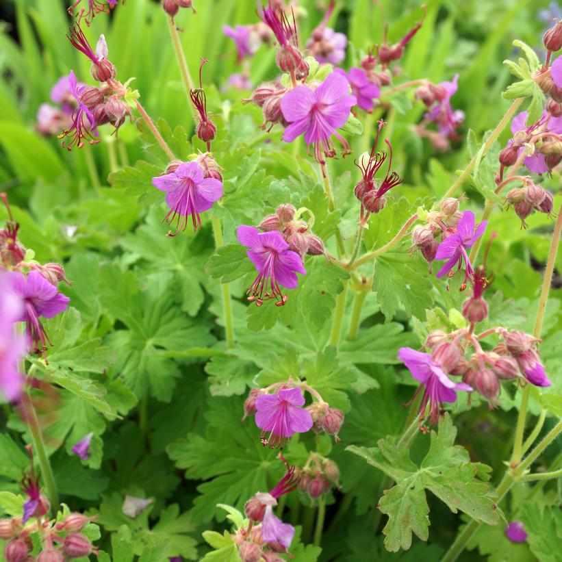 Bevan's Variety Bigroot Geranium