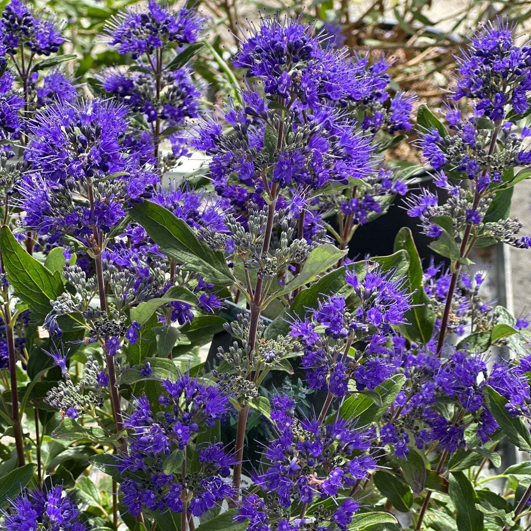 Beyond Midnight® Bluebeard