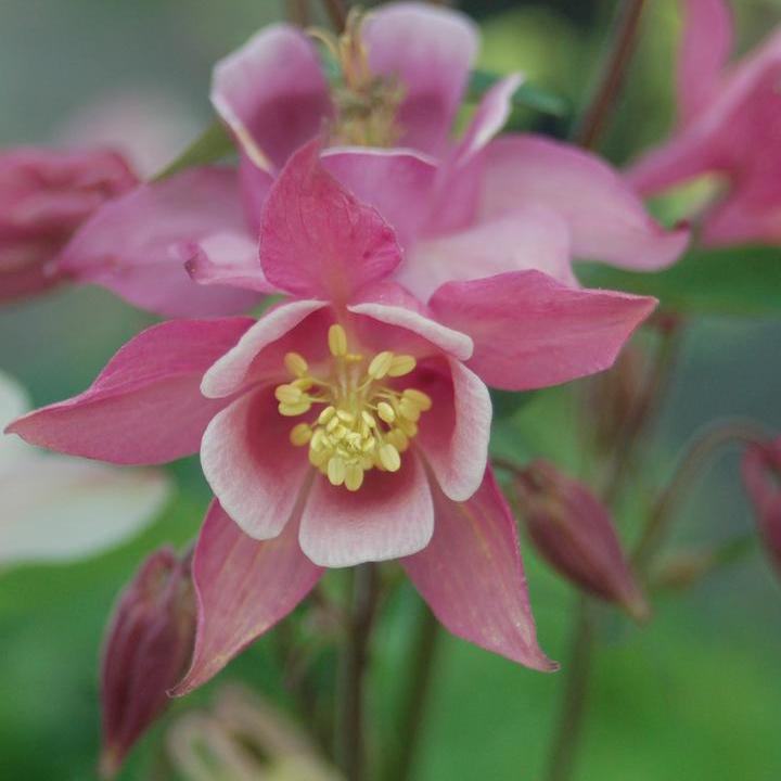 Biedermeir Columbine