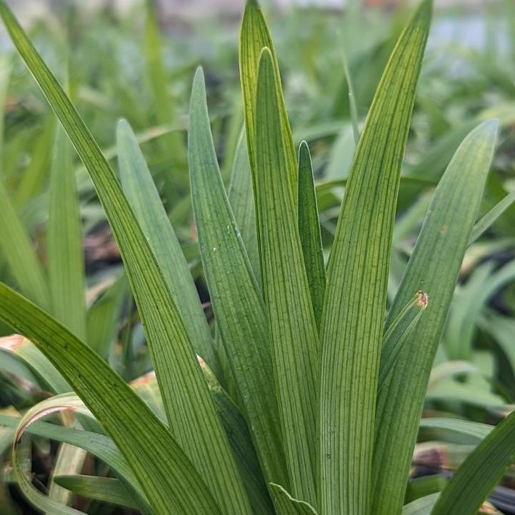 Big Blue Lily Turf