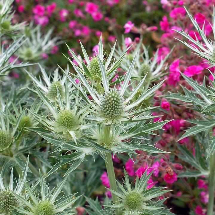 Big Blue Sea Holly