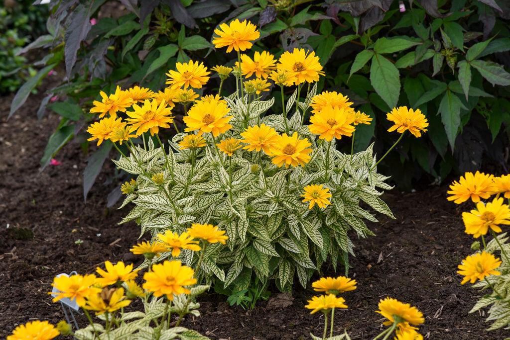 Bit of Honey False Sunflower