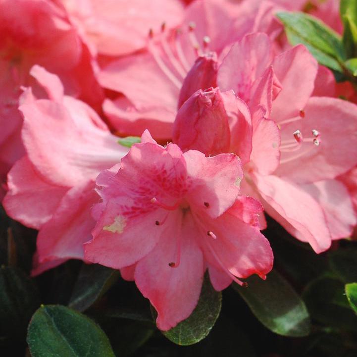Blaauws Pink Azalea