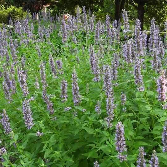 Black Adder Giant Hyssop