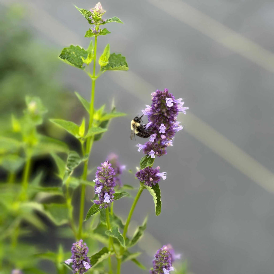 Black Adder Giant Hyssop