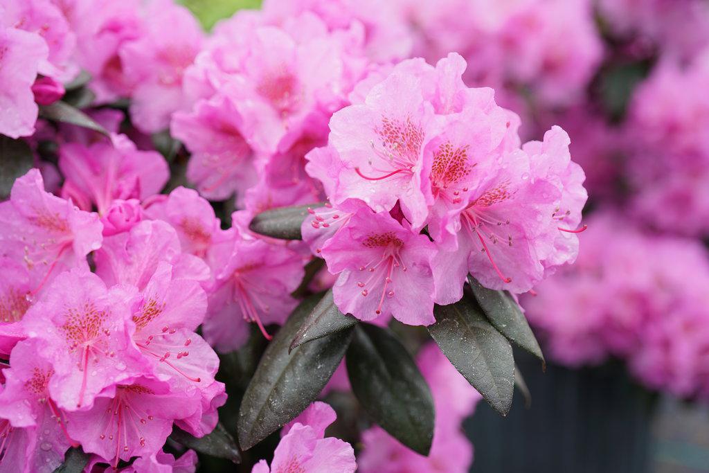 Black Hat® Rhododendron