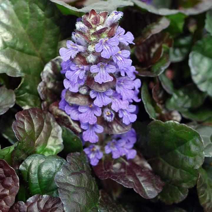 Black Scallop Bugle Weed