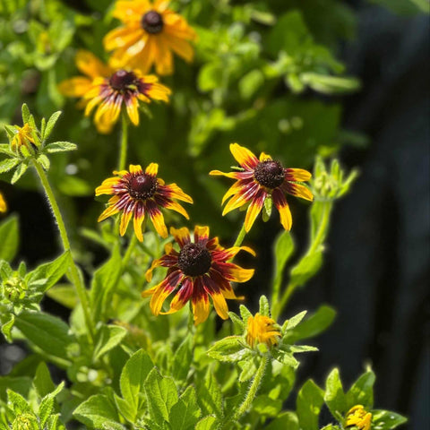 Black-eyed Susan