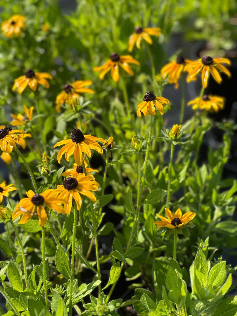 Black-eyed Susan