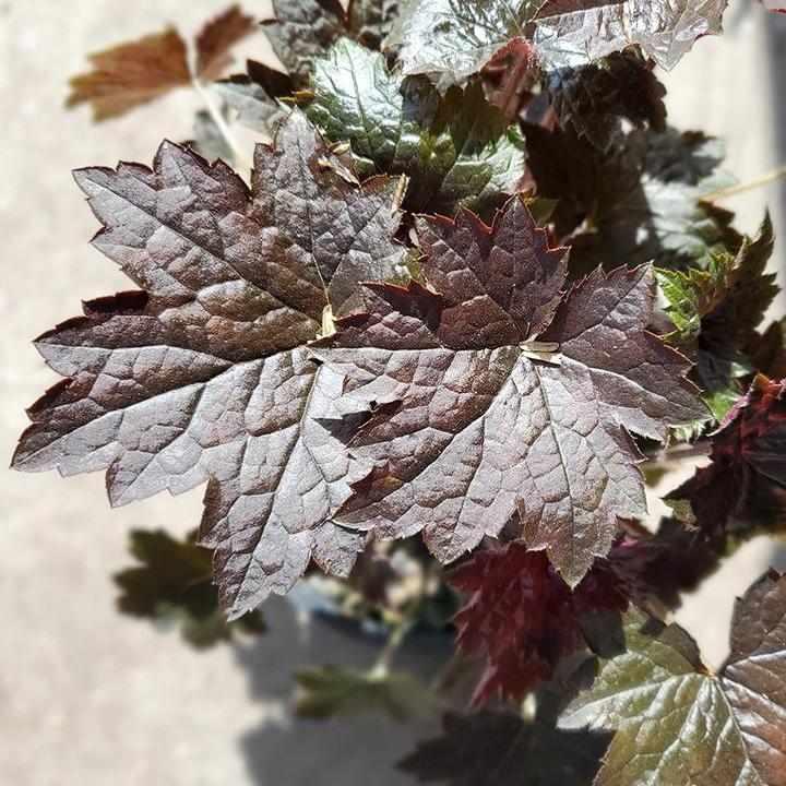 Blackout Coral Bells