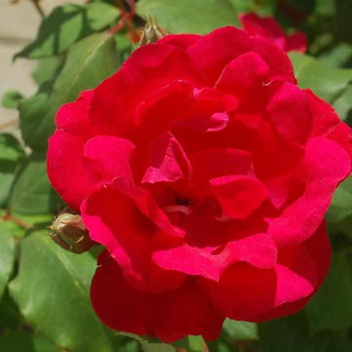 Blaze Climbing Rose