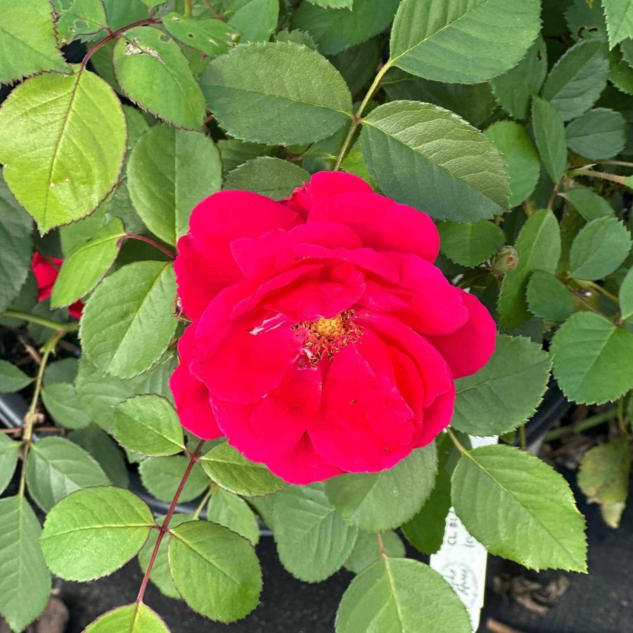 Blaze Climbing Rose