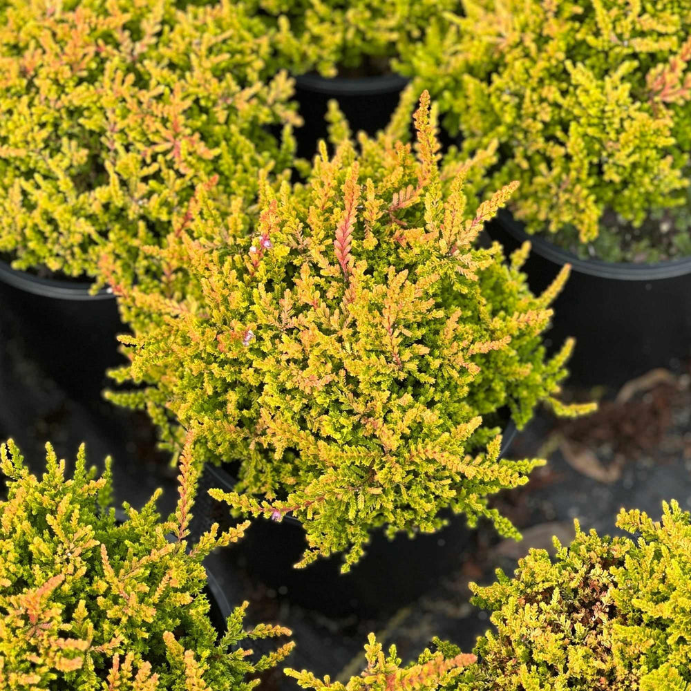 Blazeaway Heather