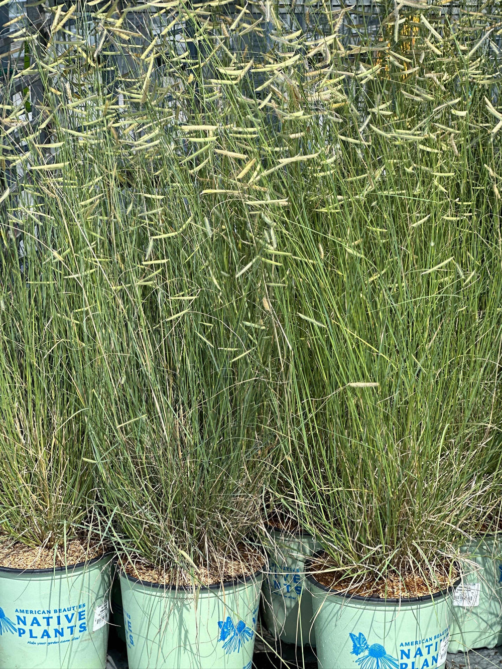Blonde Ambition Blue Grama Grass