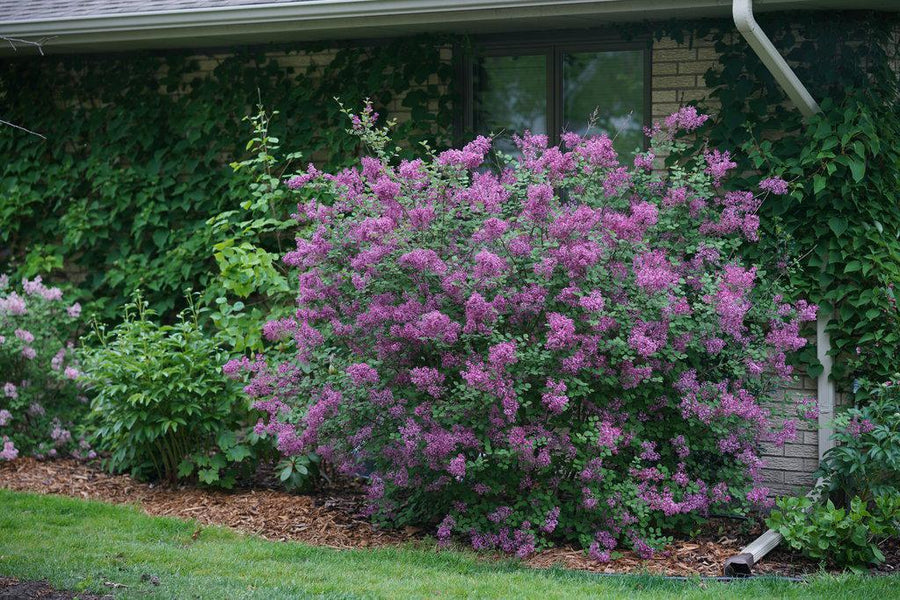 Bloomerang® Dark Purple Lilac