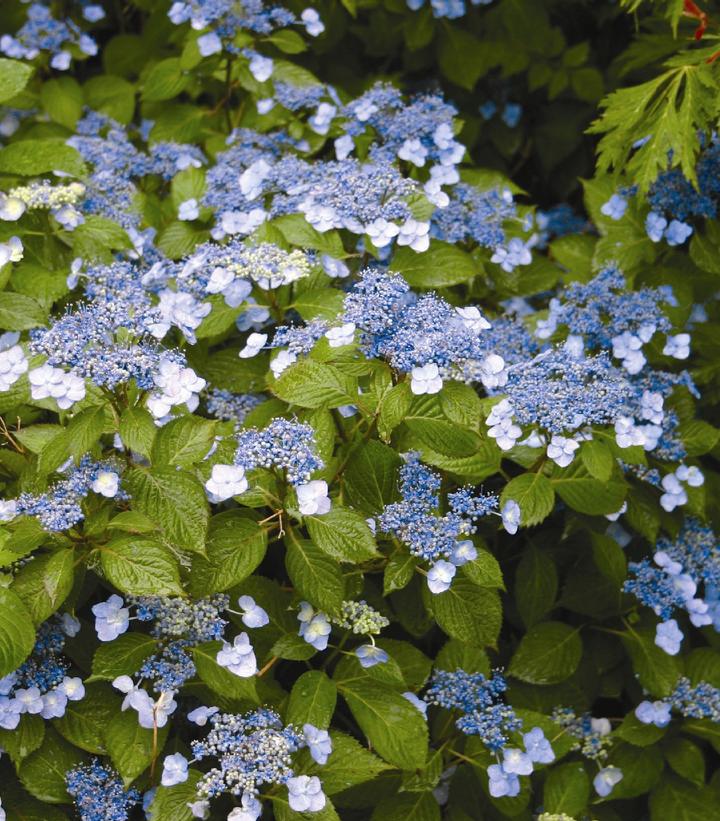 Blue Billow Hydrangea