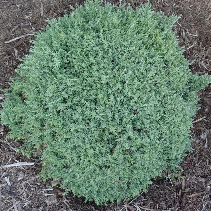 Blue Feathers Hinoki Cypress