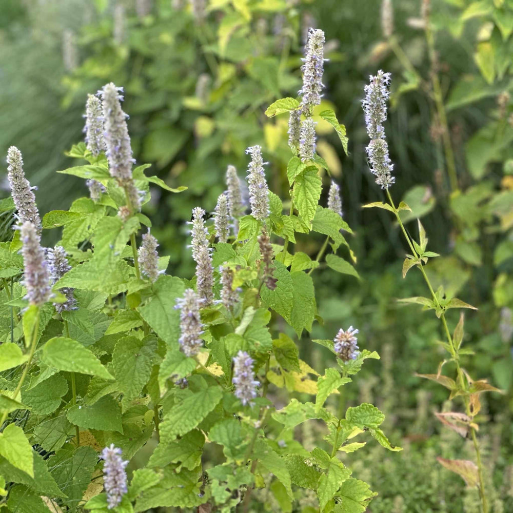 Blue Fortune Anise