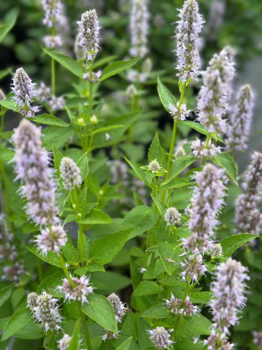 Blue Fortune Anise