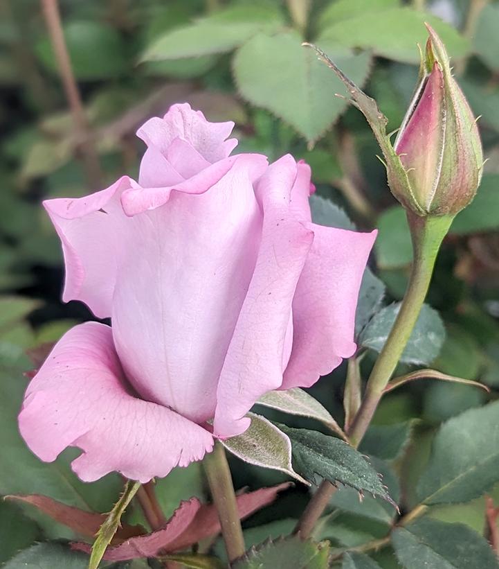 Blue Girl Hybrid Tea Rose