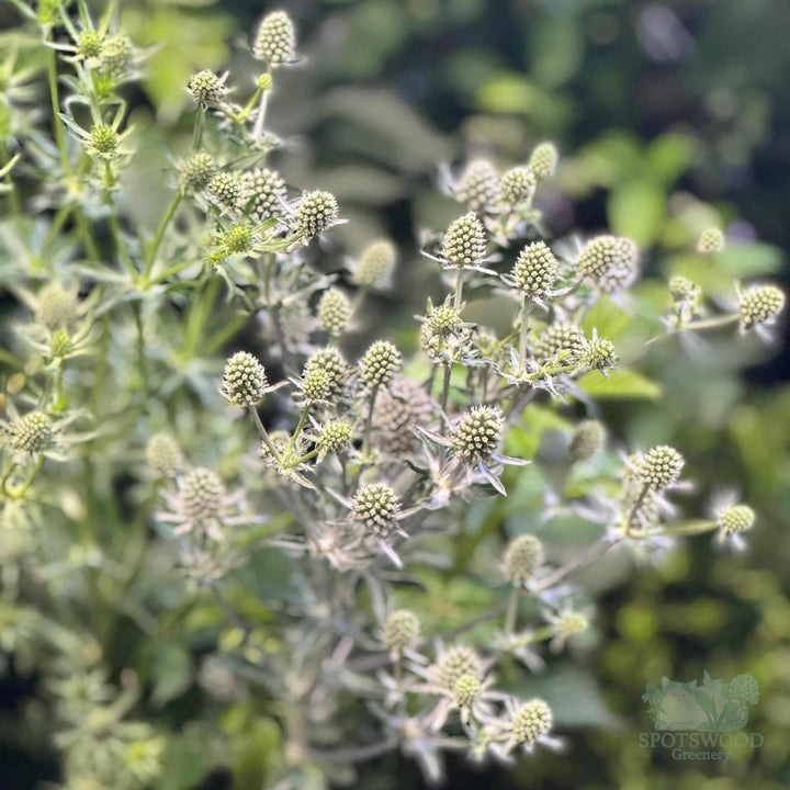 Blue Glitter Sea Holly