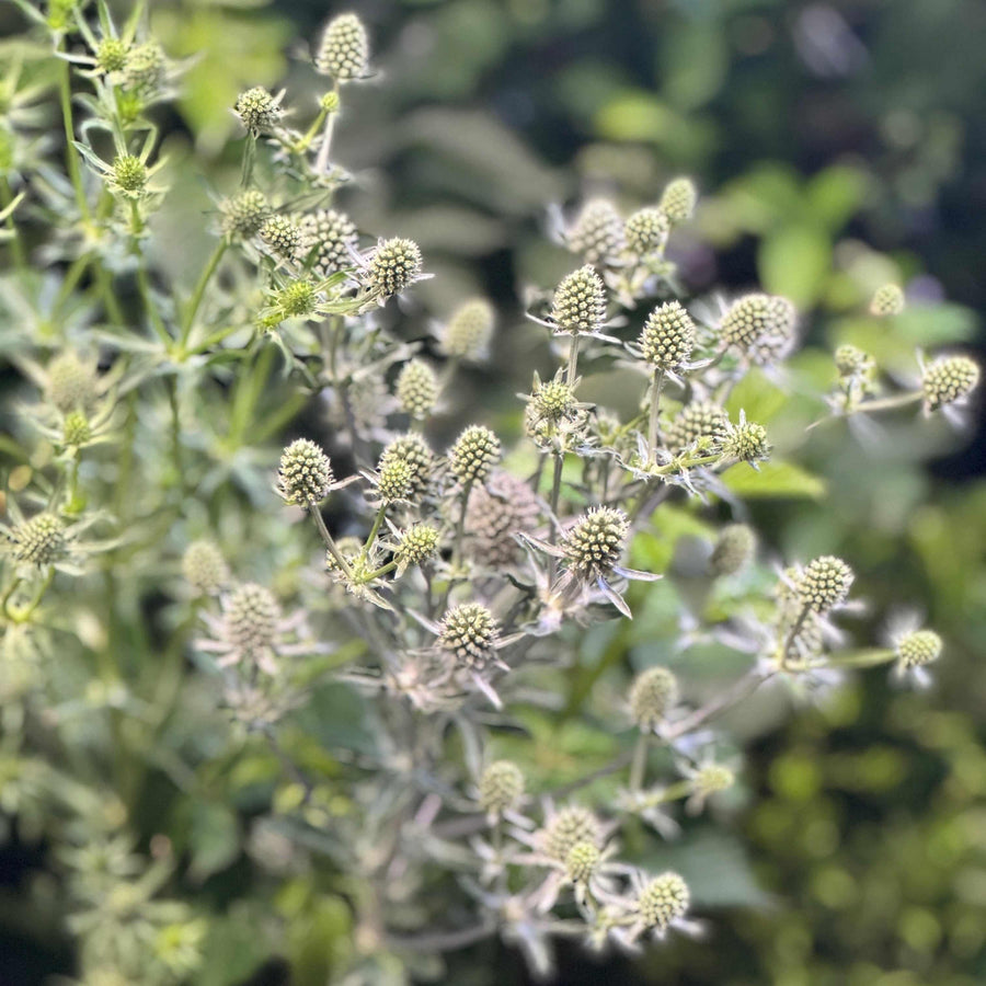 Blue Glitter Sea Holly