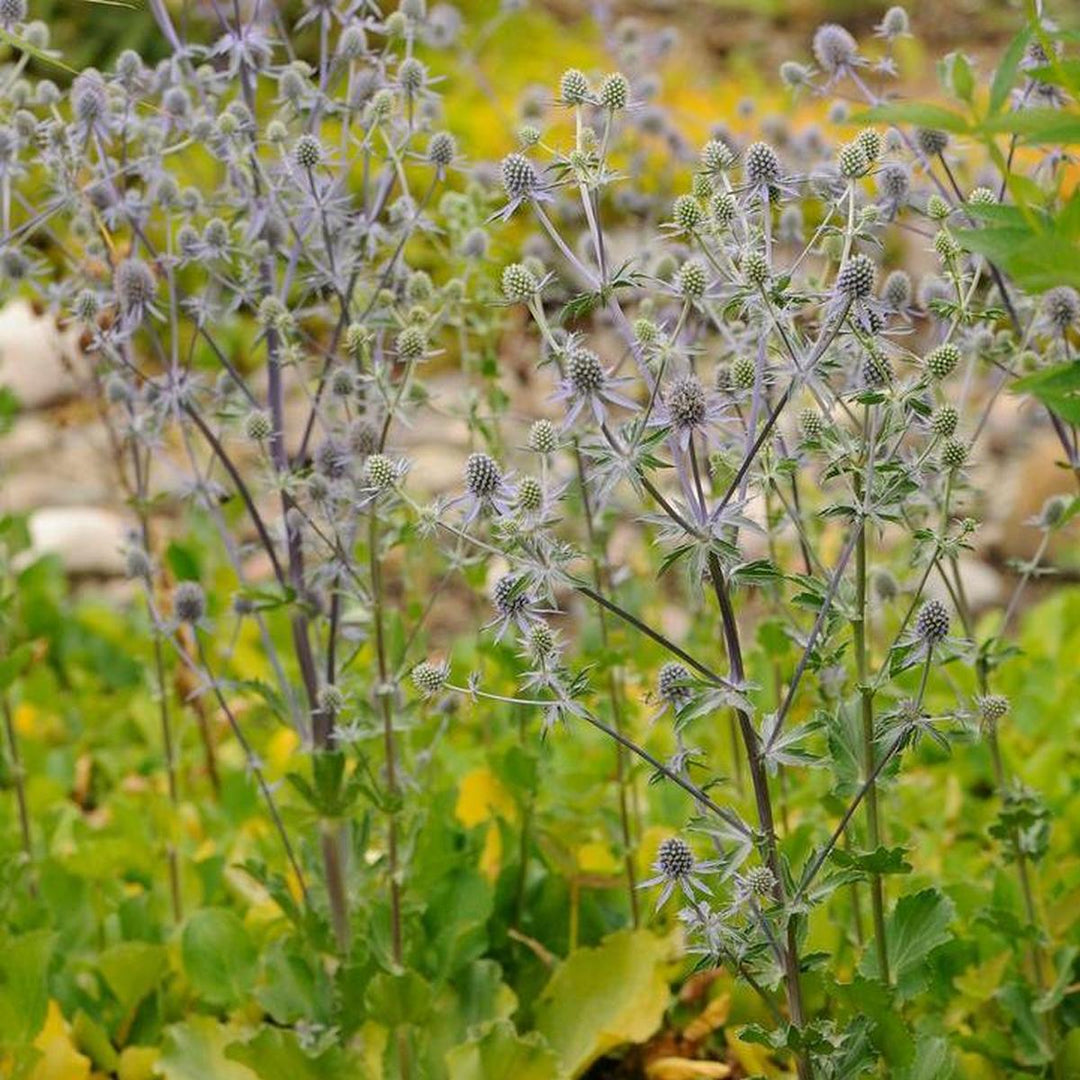 Blue Glitter Sea Holly |Walters Gardens