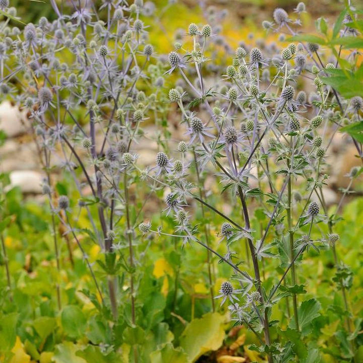 Blue Glitter Sea Holly |Walters Gardens