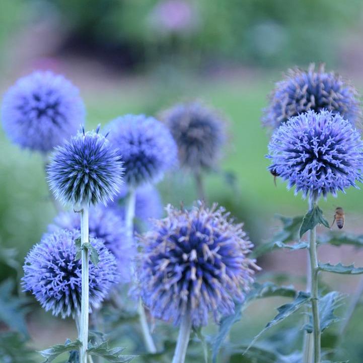Blue Glow Globe Thistle